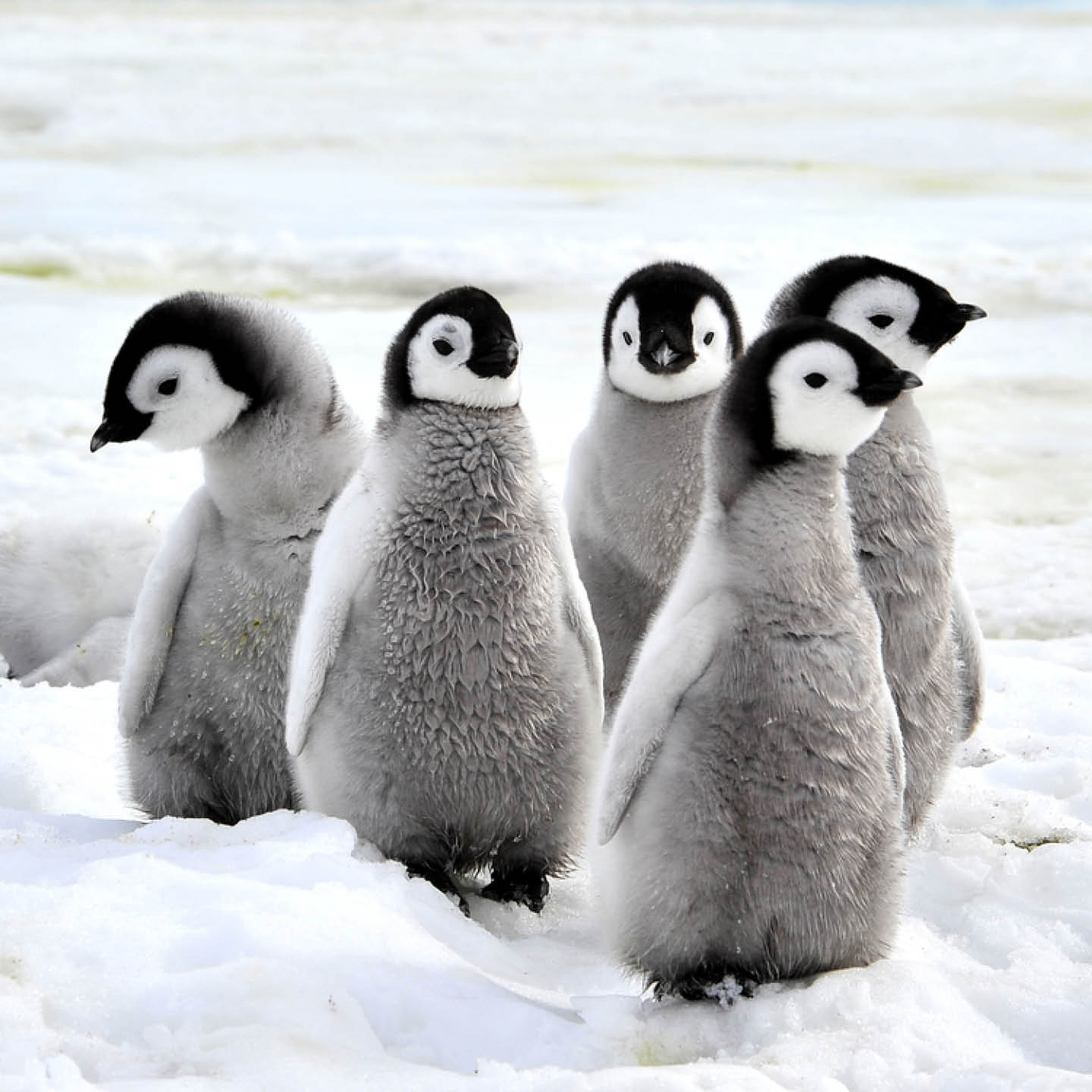 antarctica-chile-jan-2020-3-thumb.jpg